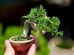 149 BONZAI A MAULEVRIER 2016_000016